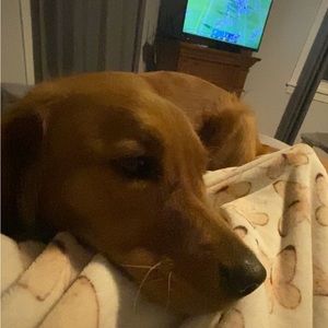 Meet your Posher, Lexee